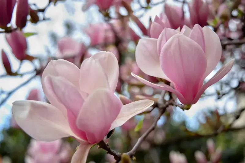 Delikatne, różowe kwiaty magnolii na gałęziach. Czego nie lubi magnolia? Zbyt silnego wiatru, który mógłby uszkodzić jej piękne płatki.