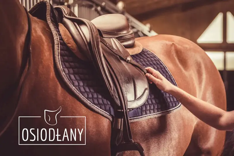 Dłoń dopasowuje siodło na koniu. Profesjonalny saddle fitter dba o komfort zwierzęcia.