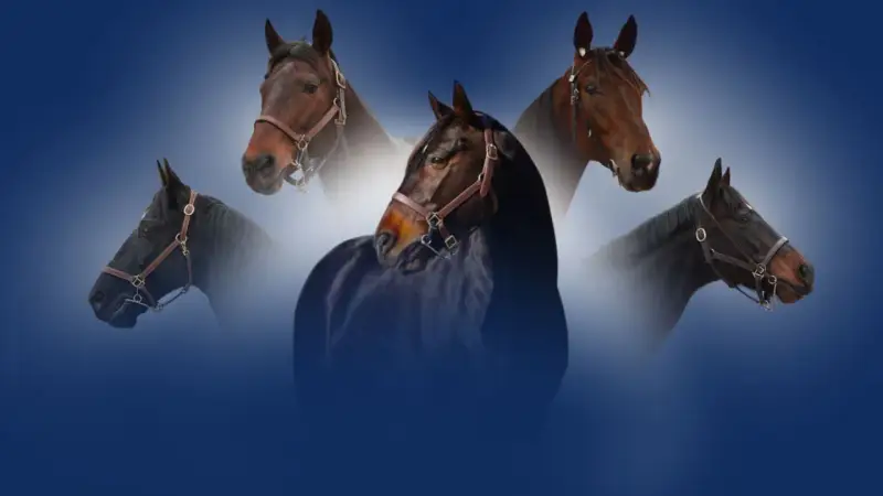 Cinq têtes de chevaux, dont un magnifique etalon cheval noir au premier plan, se détachent sur un fond bleu dégradé.
