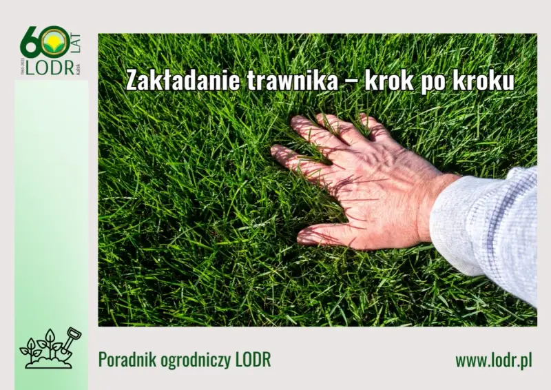 Dłoń dotyka gęstej, zielonej trawy. Poradnik ogrodniczy LODR podpowiada, jak wyrownac trawnik krok po kroku.