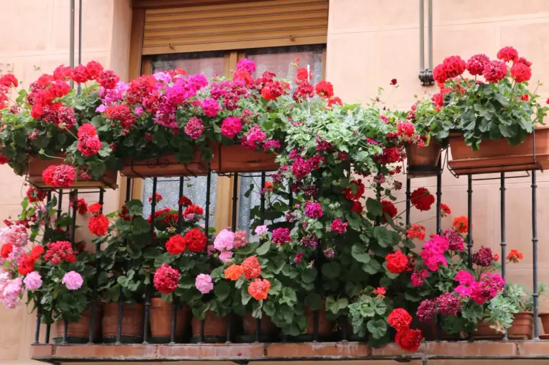 Balkon pełen kwitnących pelargonii w odcieniach czerwieni, różu i fuksji. Kwiaty tworzą barwną kaskadę na tle okna.
