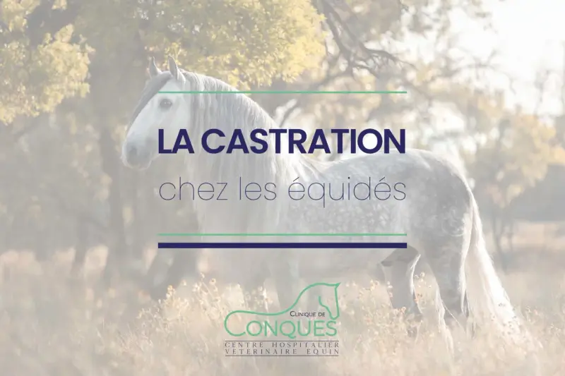 Un magnifique cheval gris se tient dans un champ. Le texte "LA CASTRATION chez les équidés" est superposé.