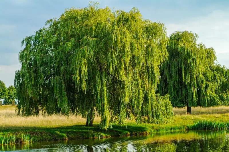 Un grand saule pleureur, ses branches tombantes comme des cascades vertes, se reflète dans l'eau calme. Il semble que le saule pleureur perd ses feuilles, mais c'est juste la lumière qui joue.