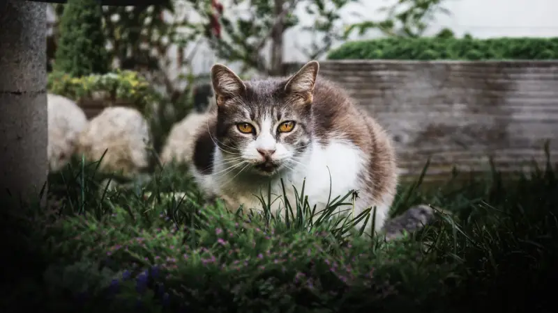 Un chat tigré et blanc aux yeux ambrés, assis dans l'herbe. Il semble observer, peut-être une idée de comment éloigner les chats du jardin.