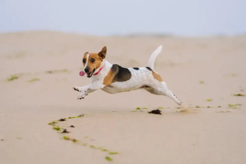 Radosny jack russell terrier w skoku na plaży, z obrożą i zawieszką. Zastanawiasz się nad jack russell terrier cena?