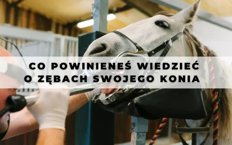 Co koń ma w pysku? Zęby, anatomia, problemy Kompletny przewodnik.
