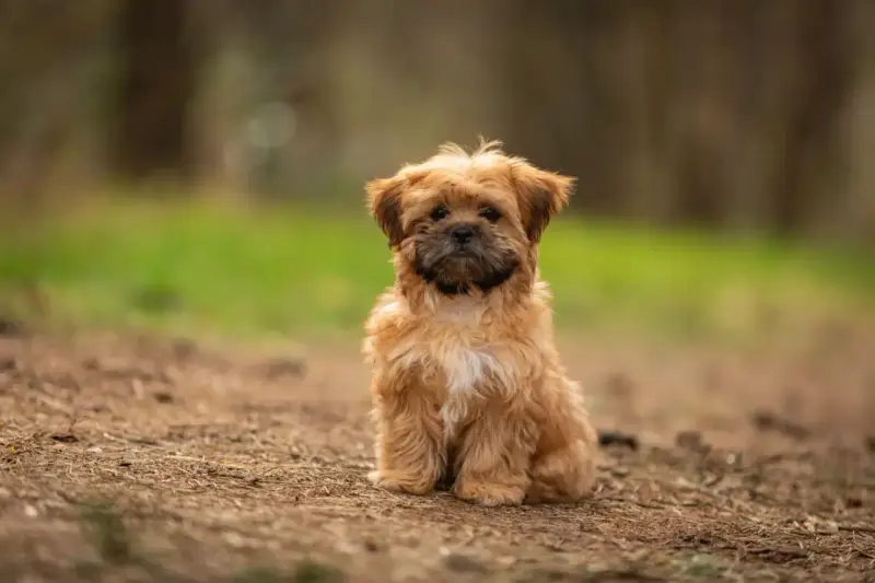 Uroczy shorkie siedzi na leśnej ścieżce, z zaciekawieniem patrząc w obiektyw.