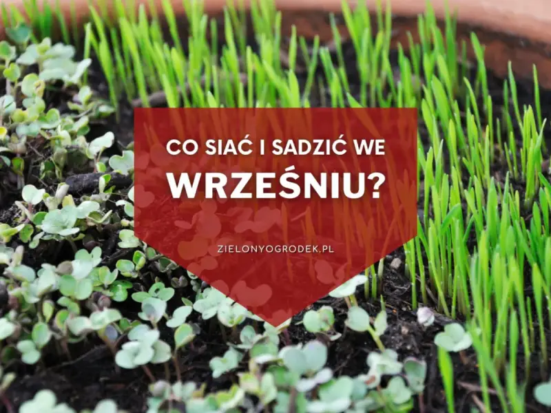 Młode kiełki i trawa na ziemi. Napis: "Co siać i sadzić we wrześniu?". Idealny czas na jesienne plony.