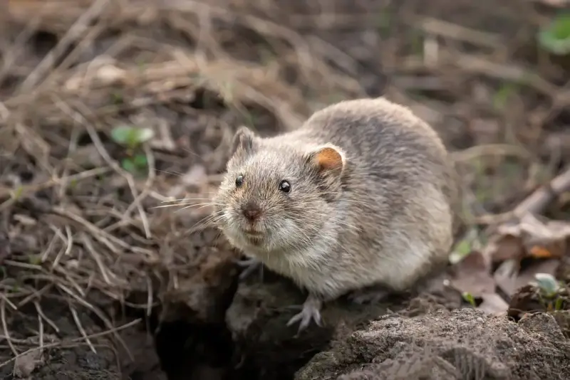 Un rat taupier, petit rongeur au pelage gris, émerge de son terrier au milieu de feuilles mortes et de brindilles.
