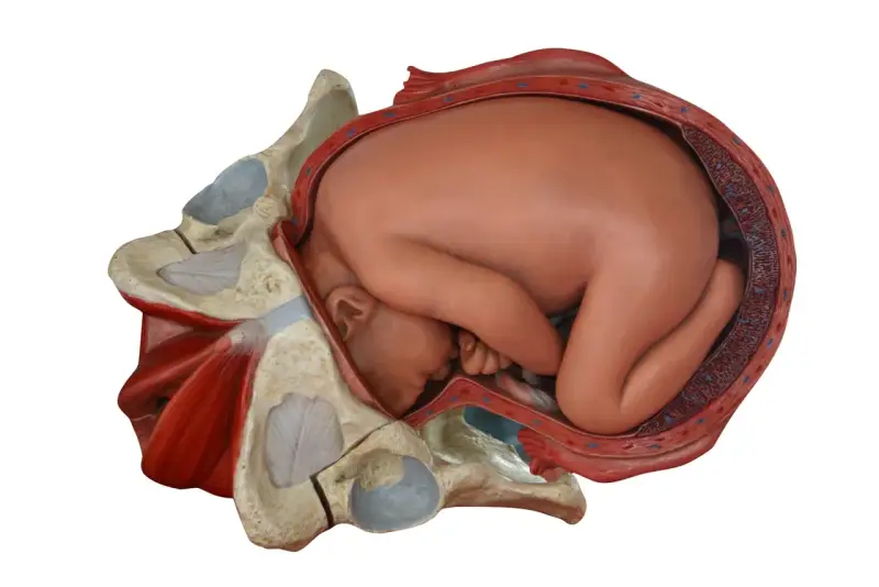 Model anatomiczny pokazuje, jak wygląda pochwa w ciąży, z płodem wewnątrz macicy, otoczonym miednicą.