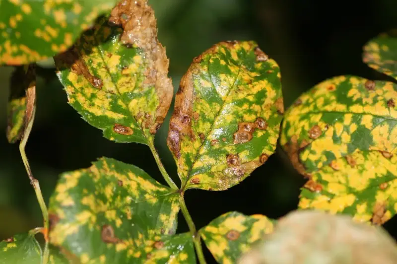 Feuilles de rosier atteintes de la maladie des rosiers, présentant des taches jaunes et brunes, signe de déclin.