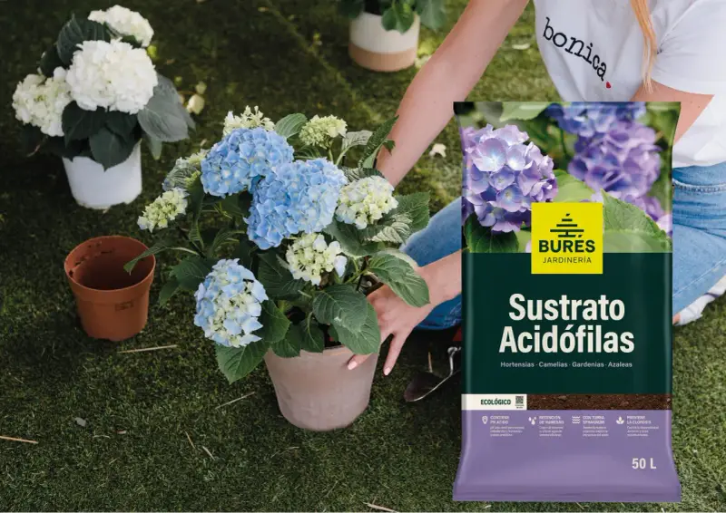Manos cuidando hortensias azules y blancas. Al lado, un saco de sustrato para plantas acidófilas, ideal para hortensias.
