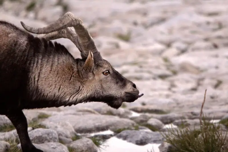 Un íbice con cuernos curvos, un ejemplo de animales que se adaptan al medio, camina sobre rocas.