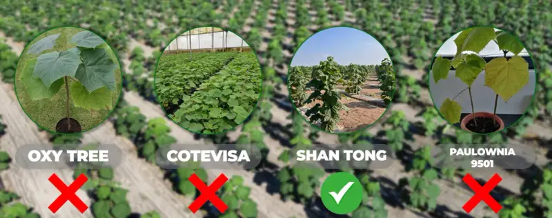 Porównanie odmian drzewa tlenowego po 5 latach: Shan Tong rośnie najlepiej, inne odmiany mają problemy.