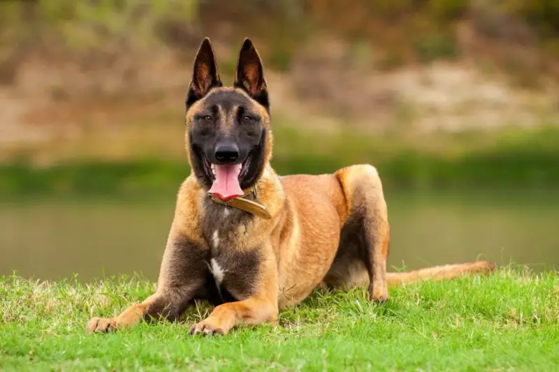 Un Malinois au poil fauve, couché sur l'herbe, langue pendante. Est-ce que le Malinois est dangereux ? Pas s'il est bien éduqué !