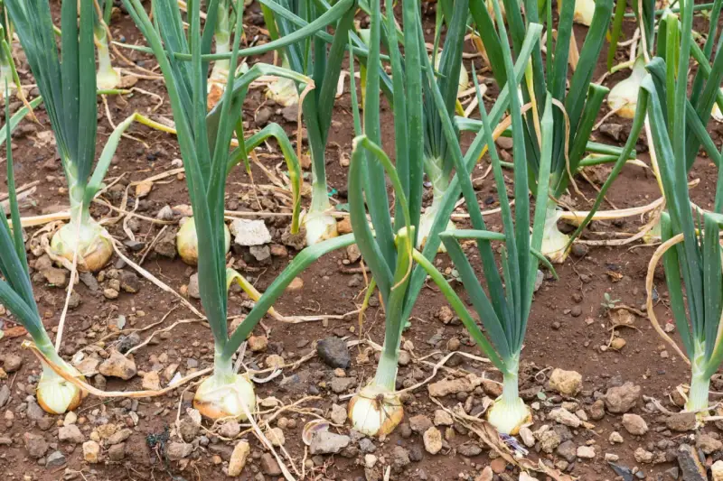 Gros plan sur une plantation d'oignons, les bulbes blancs et les tiges vertes se dressent dans la terre brune.