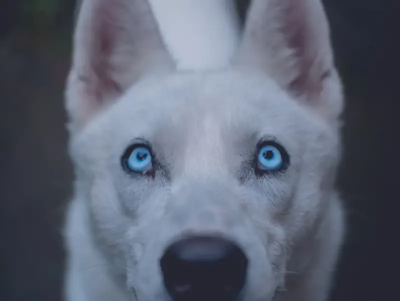 Un chien aux yeux bleus perçants, dont le regard semble porter le poids d'une ancienne maladie.