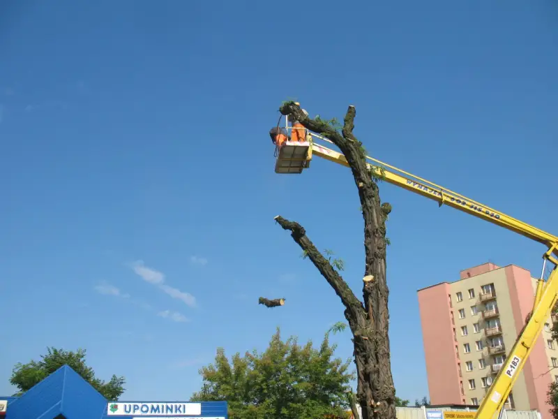 Wycinka drzew z podnośnika. Pracownik w koszu tnie gałęzie. Sprawdź wycinka drzew z podnośnika cennik.