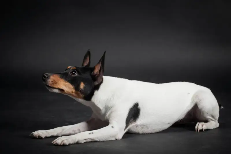 Czarno-biały toy terrier z brązowymi znaczeniami na głowie leży na ciemnym tle, patrząc w górę z zaciekawieniem.