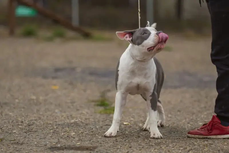 Uroczy amstaff miniaturka na smyczy oblizuje pyszczek, patrząc na swojego opiekuna.