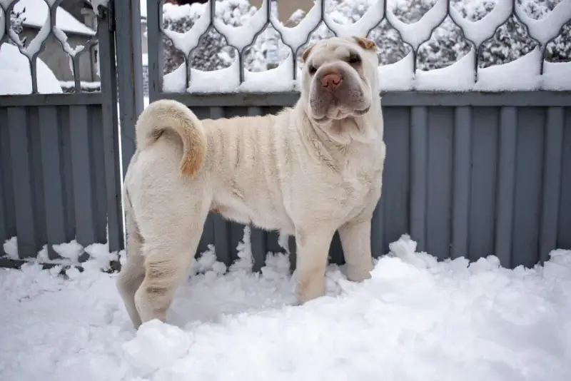 Jasny shar pei długowłosy stoi w śniegu przed metalową bramą.