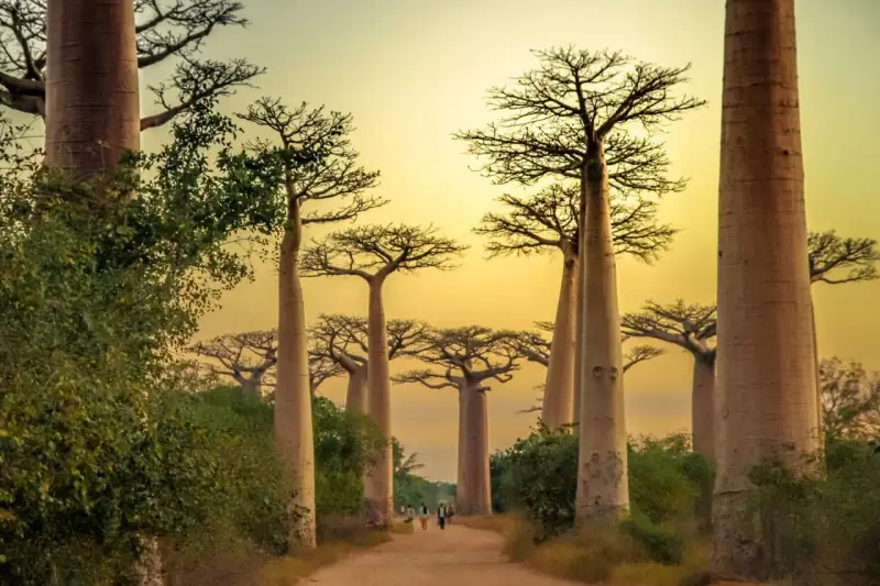 Aleja Baobabów na Madagaskarze. Najlepszy czas na podróż to pora sucha, od kwietnia do października.