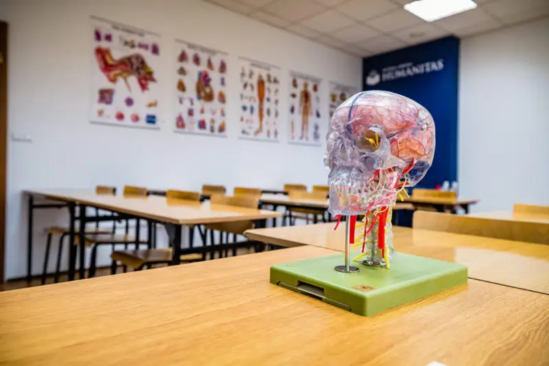 Model mózgu na biurku w sali wykładowej. Idealne miejsce do nauki psychologii sądowej, gdzie zrozumienie ludzkiego umysłu jest kluczowe.
