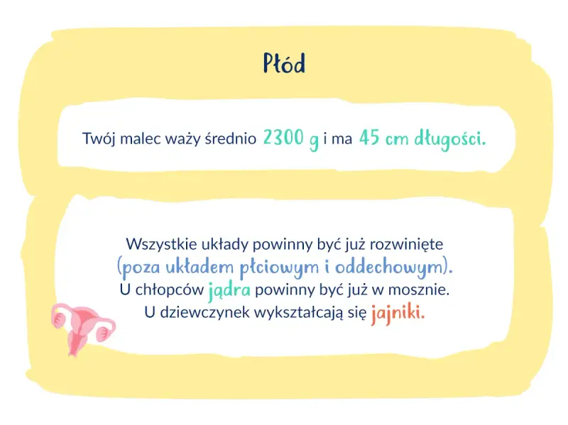 34 tydzień ciąży: płód waży 2300g, ma 45cm. Rozwijają się układy, u chłopców jądra, u dziewczynek jajniki.