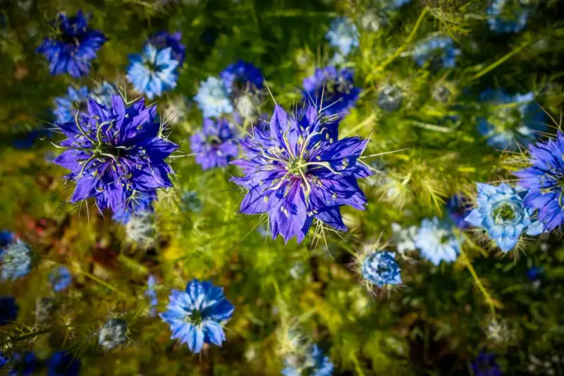 Fleurs bleues éclatantes de nigelle de Damas, aux pétales délicats et aux étamines fines, se dressent dans un champ verdoyant.