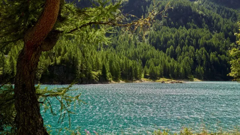 Un lago turchese scintillante riflette la fitta foresta di conifere che ricopre le montagne della Val di Sole. Un vecchio larice fa da cornice alla scena.