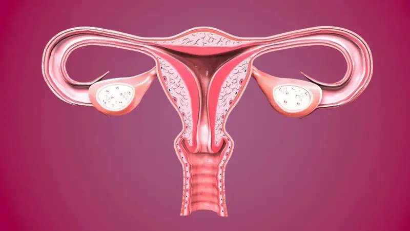 Anatomia kobieca: macica, jajowody i jajniki. Widoczna rozpulchniona szyjka macicy, gotowa na przyjęcie życia.