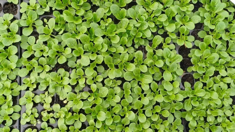 Jeunes pousses de salade frisée dans des alvéoles, prêtes à être transplantées.