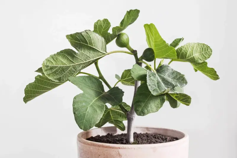 Jeune figuier en pot, ses feuilles vertes et lobées semblent saines, sans signe de maladie du figuier. Une petite figue verte est visible.