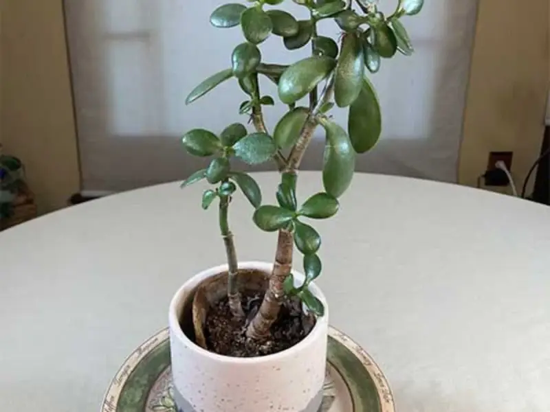 Una planta de jade con hojas carnosas y verdes, en una maceta blanca sobre una mesa.