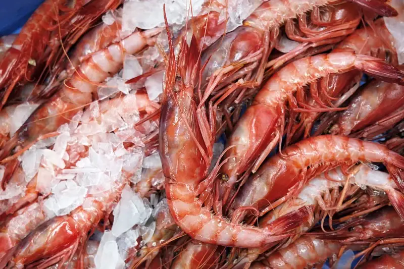Un montón de gambas rojas frescas sobre hielo. Varias clases de gambas listas para cocinar.