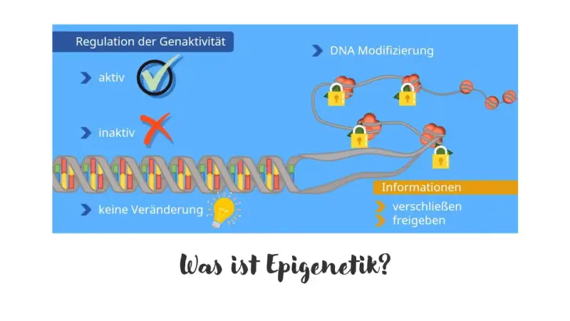 Die Epigenetik erklärt, wie DNA-Modifikationen die Genaktivität regulieren. Schlösser symbolisieren das Verschließen oder Freigeben von Informationen.