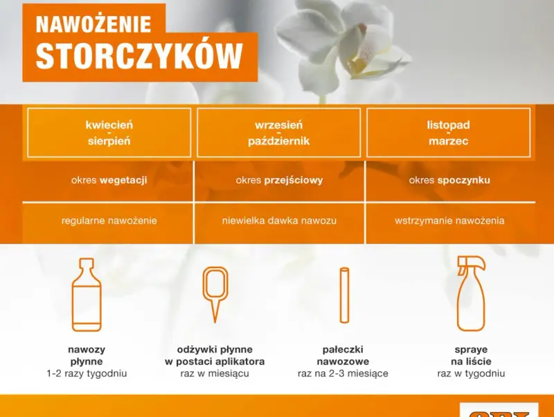 Tabela pokazuje, jak często podlewać storczyki w zależności od pory roku i fazy wzrostu. Odżywki płynne stosuj 1-2 razy tygodniu.