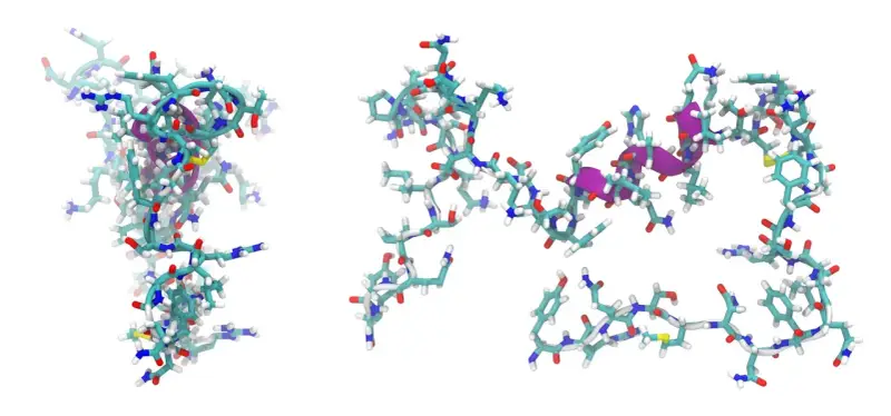 Zwei Molekülstrukturen eines Peptids, die durch Ball-und-Stab-Modelle dargestellt werden. Lila Bereiche deuten auf spezifische Interaktionen hin.