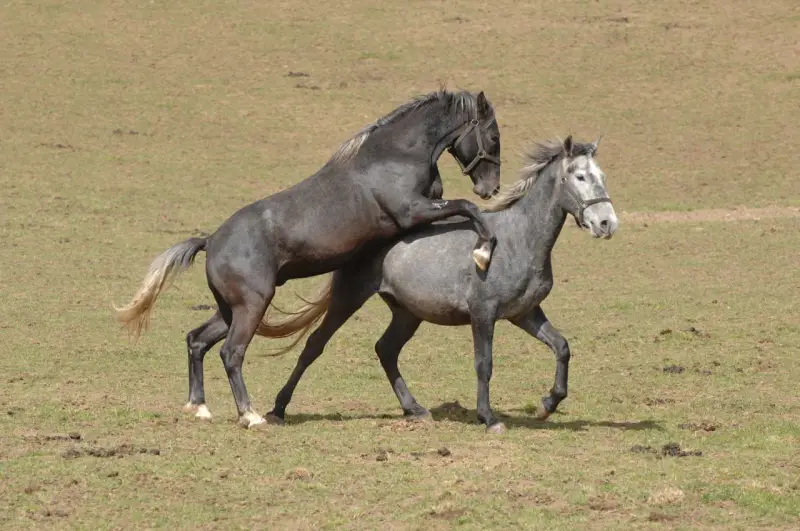 Deux chevaux, l'un noir, l'autre gris, s'accouplent dans un pré. Un cheval sauvage en pleine action.
