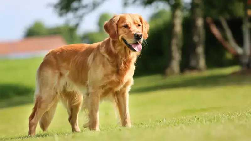 Złocisty retriever, uosobienie przyjaznego golden retriever charakteru, stoi na trawie, ciesząc się słońcem.