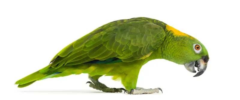Pappagallo verde con macchie gialle sulla testa, zampe artigliate e becco ricurvo. Potrebbe essere affetto da circovirus pappagalli.