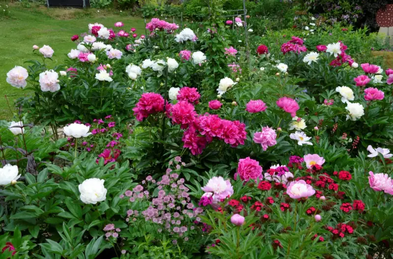 En frodig rabatt fylld med blomstrande pioner i olika nyanser av rosa, vitt och cerise. En dröm för alla som älskar pioner.