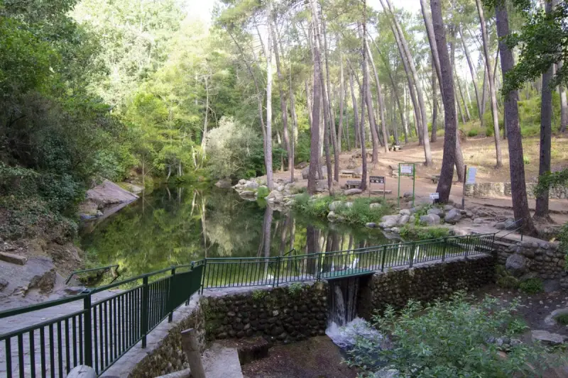 Un sereno camino de san pedro bordea un estanque rodeado de pinos. Un pequeño puente con una cascada conecta los senderos.