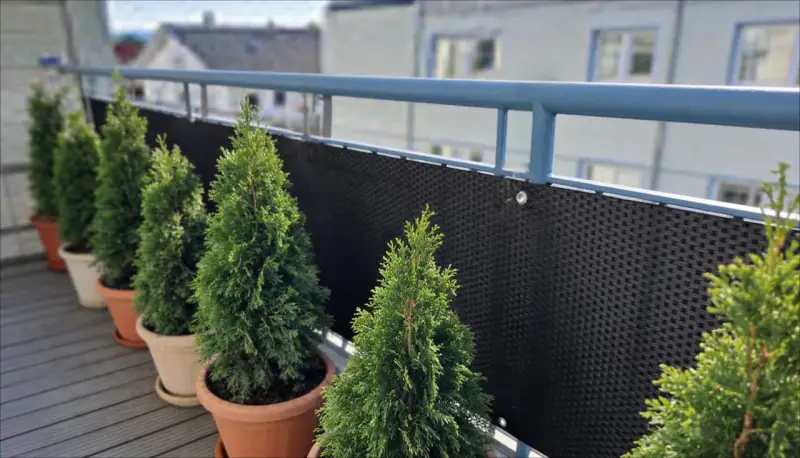 Rząd zielonych, stożkowatych roślin, przypominających tuje kuliste, w doniczkach na balkonie.