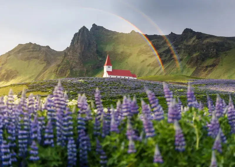 Kościół na Islandii pośród łubinów, z tęczą w tle. Piękne widoki, ale islandia ceny mogą zaskoczyć.