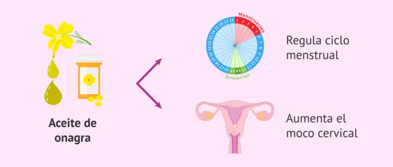 Aceite de onagra, que ayuda a regular el ciclo menstrual y aumenta el moco cervical.