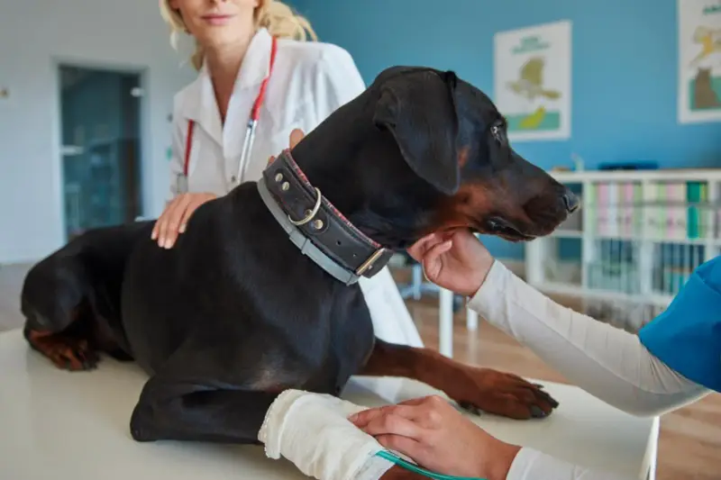 Doberman na stole rehabilitacyjnym, otrzymuje fizjoterapię dla psa. Weterynarz z czerwonym stetoskopem głaszcze psa.