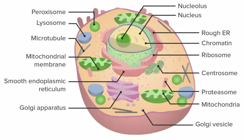 Schematische Darstellung einer eukaryoten Zelle mit Zellkern, Mitochondrien, ER und Golgi-Apparat.