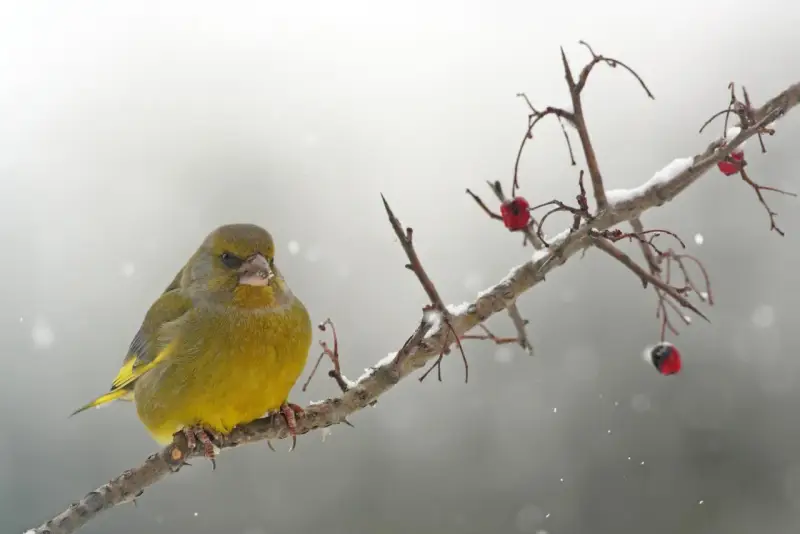 Un verdone, uno dei tanti uccelli che sfidano il freddo, si posa su un ramo innevato, con bacche rosse come unico nutrimento.