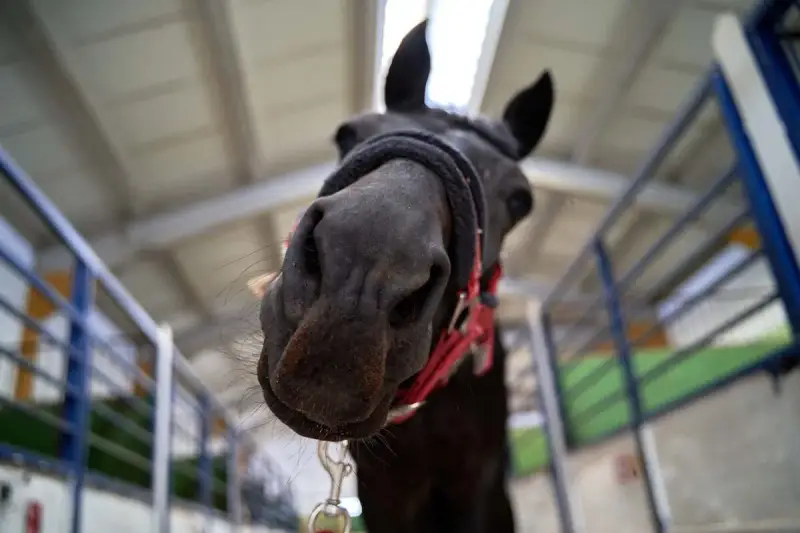 Un cheval noir curieux se penche vers l'objectif, prêt pour le marché aux chevaux.